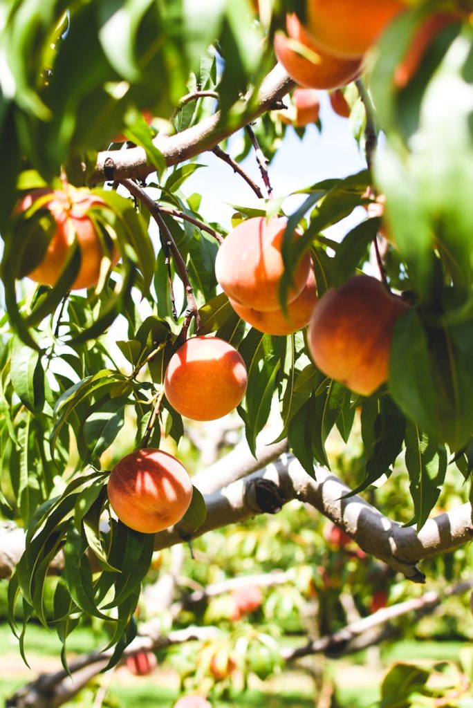 un petit verger au jardin : la haie fruitière, astuces et entretien